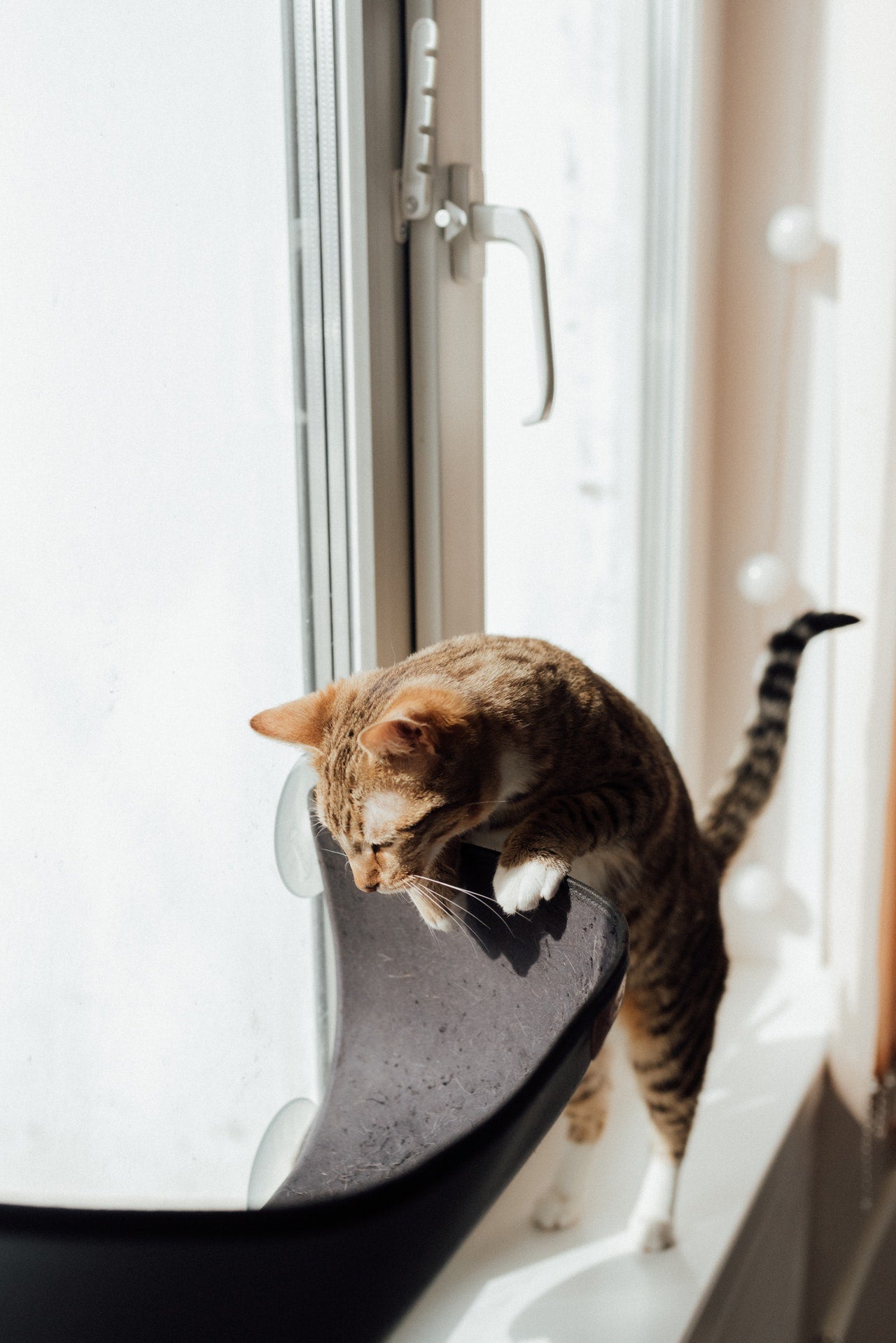 Cat Towers