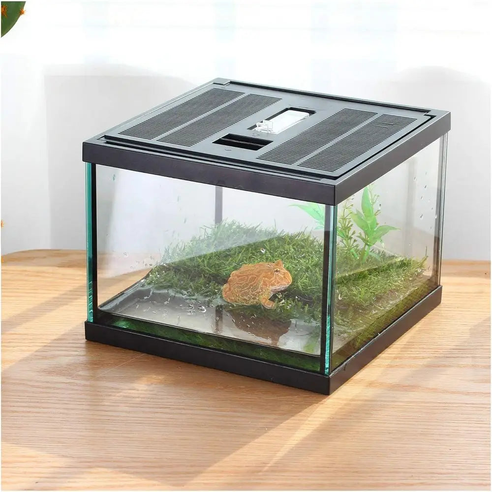 Compact Glass Terrarium Kit for Tadpoles and Insects