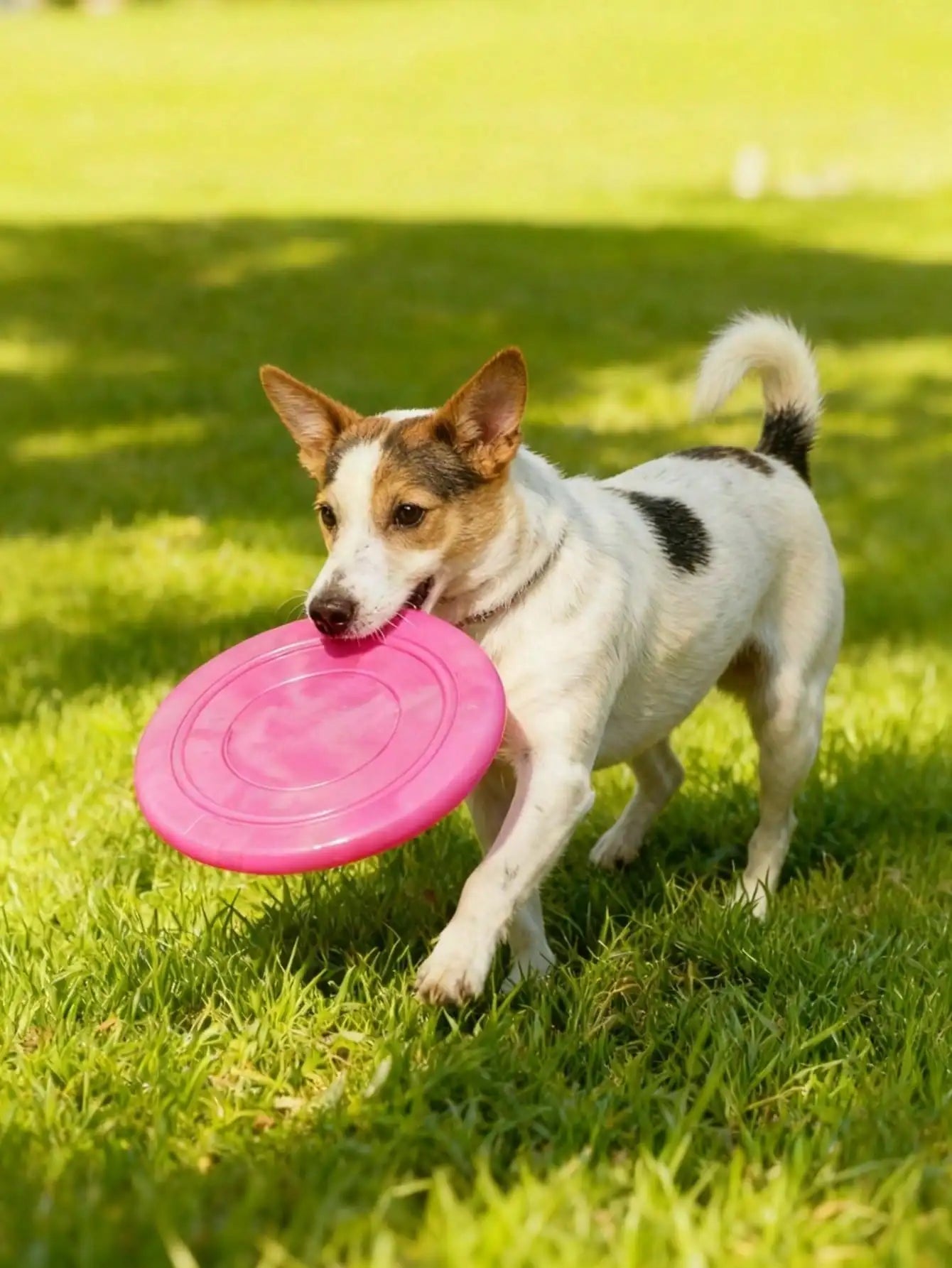 Soft Anti Slip Silicone Dog Toys For Training And Play