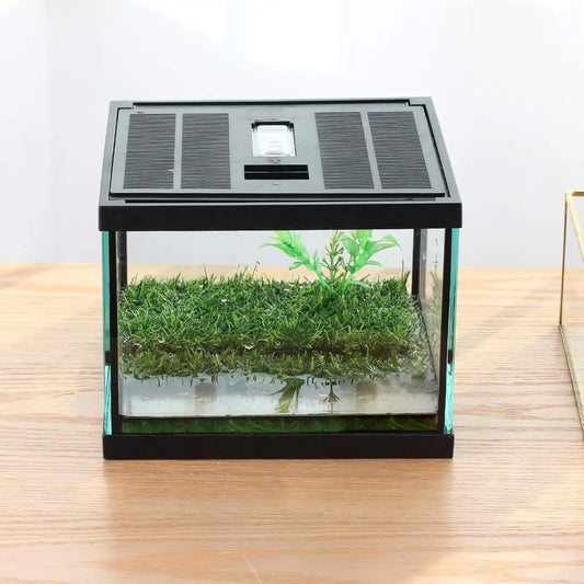 Compact Glass Terrarium Kit for Tadpoles and Insects