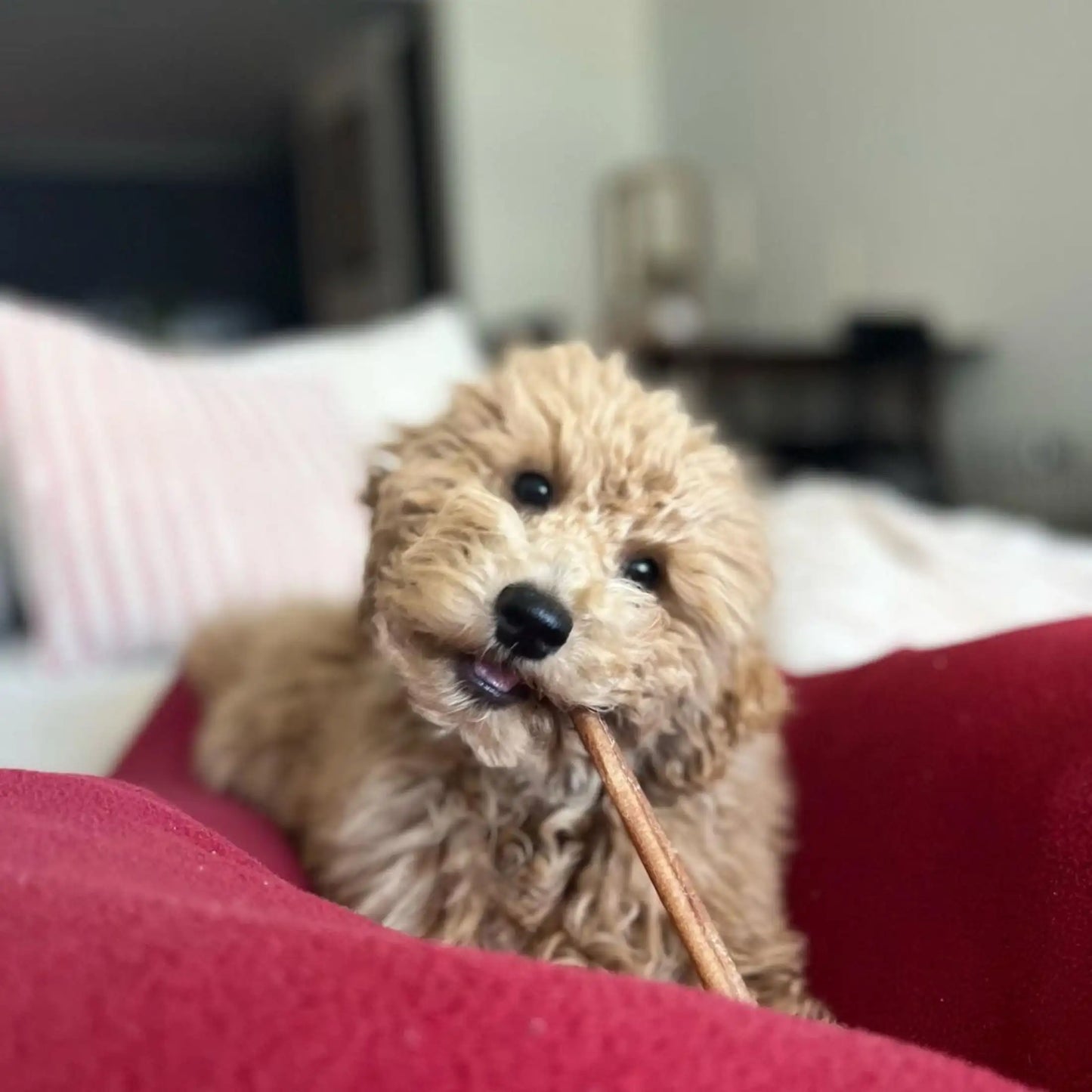 Bully Stick Dog Chews Natural Treat For Puppies And Breeds